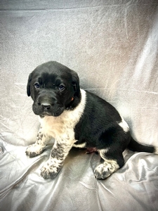 Black and White Spotted Male