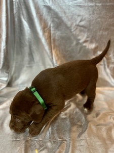 Chocolate Male with White Mark On Chest 