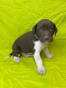 Chocolate and White Male