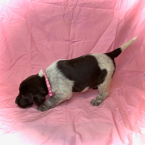 Chocolate and White Spotted  Female 