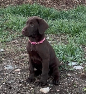 Chocolate Female