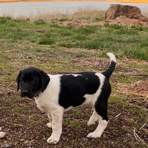 Black and White Spotted Male