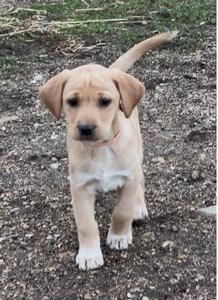 Yellow / Red Female