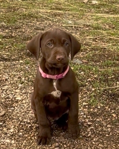Chocolate And White Female