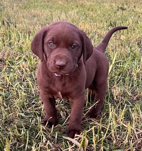 Chocolate Male