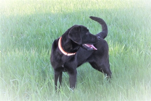 started hunting dogs for sale