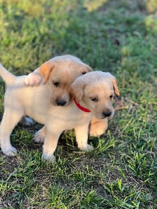 Tan and White Female Runt