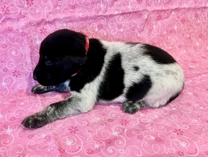 Black and White Female