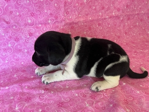 Black and White Female