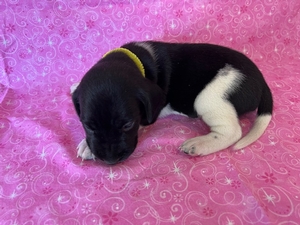 Black and White Female