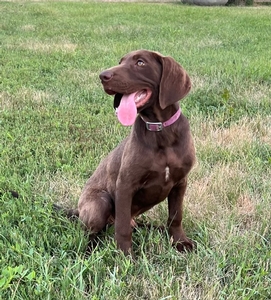 Chocolate Male
