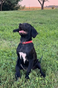 Black Male