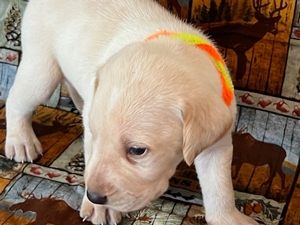 Bronze and White Male