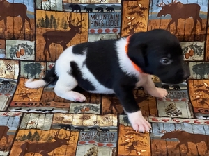 Black and white male