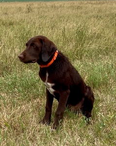 Chcolate Male with White on Chest
