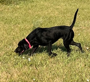 Black Female