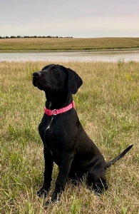 Black Female