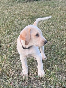 Bronze and White Male