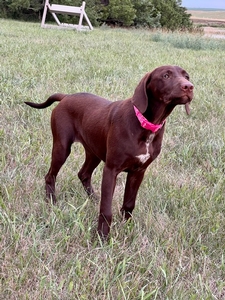 Chocolate And White Female