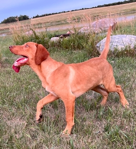 Yellow/Red Male