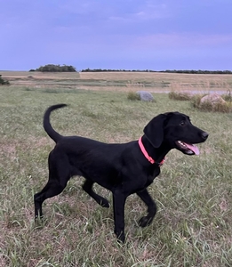 Black Female