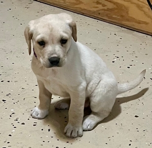 Tan and White Female