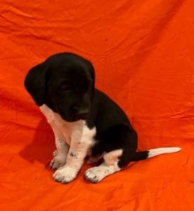 Black and White male