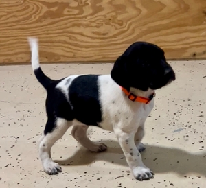 Black and White Male