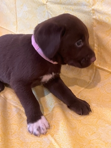 Chocolate Female