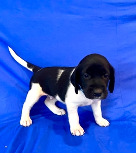 Black and white male