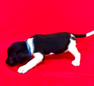 Black and White Male