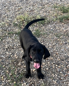 Black Female