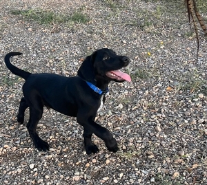 Black Male