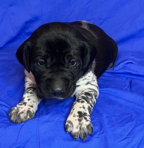 Black and White Male