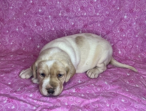 Tan and White Female