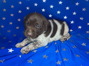 Chocolate and White Male