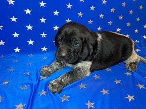 Black and White Male