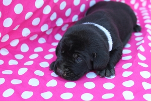 Black Female