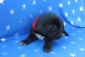 Black Male