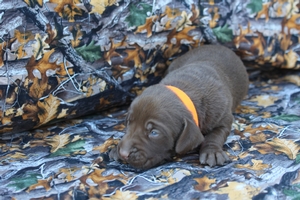 Chocolate Male