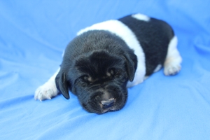Black and White Male