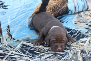 Chocolate Male