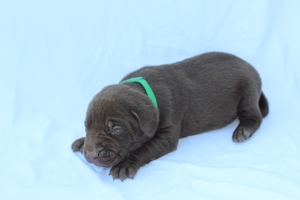 Chocolate Male