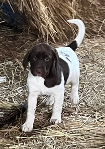 Chocolate and White Female