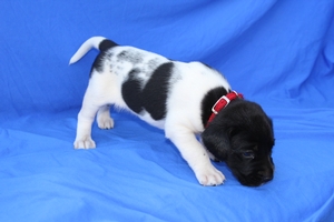 Black and White Male