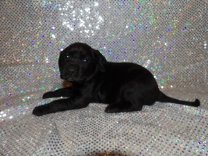 Black Fame with thin White Strip