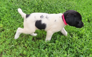 Black And White Spotted Female