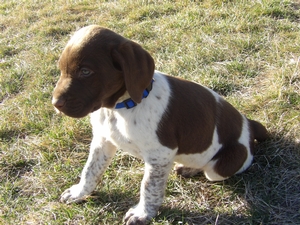 Chocolate and White Male