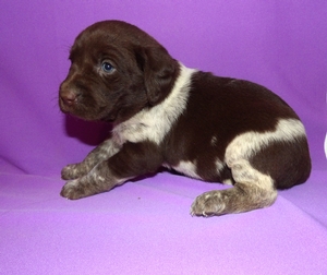 Chocolate White Black Spotted Female