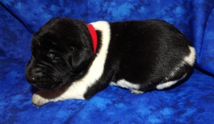 Black and White Spotted Male